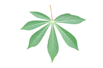 Cassava or Tapioca leaf with rain drops isolated on white background included clipping path.