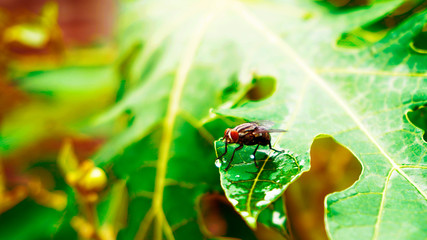 the fly was resting after a long time on the air