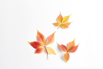 minimalistic autumn composition. beautiful leaves on a white background, space for text, simple flat layout