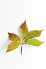 autumn leaf green-brown on a white background close-up. fall simple concept, vertical frame