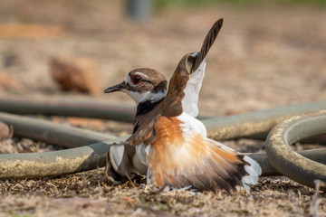 An adult killdeer, either the mother or father, will pretend to be injured to lure away potential predators from their nest or their babies.