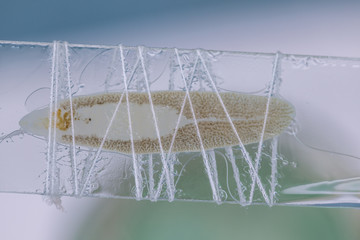 Patterns and backgrounds of Parasitic, Study of Parasitic and Anatomical pathology in laboratory.
