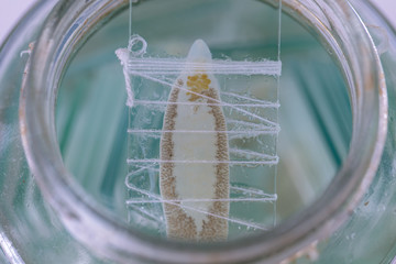 Patterns and backgrounds of Parasitic, Study of Parasitic and Anatomical pathology in laboratory.
