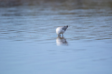 Seagulls of Rottnest island western australia 