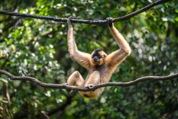 Ape monkey in safari park climbing among the ropes