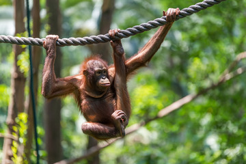 Orangutan climbing in the safari