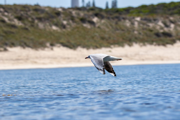 Seagulls of Rottnest island western australia 
