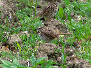 Two Small Birds