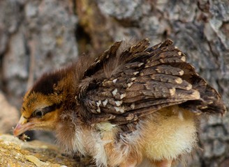 Pandemic Chicks and Adventure Cat Jazz
