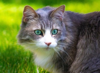 Pandemic Chicks and Adventure Cat Jazz