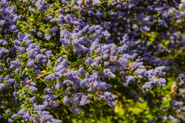 Beautiful blooming purple Californian Ceanothus Thyrsiflorus