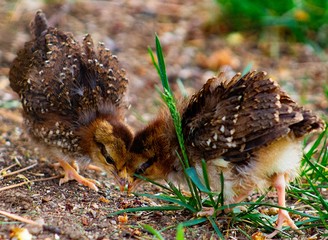 Pandemic Chicks and Adventure Cat Jazz