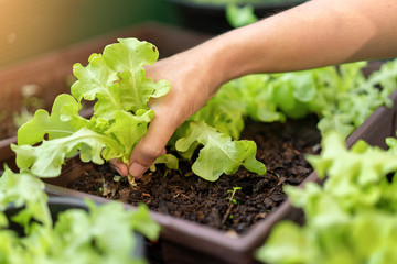 Asian woman gardener picking organic salad plant in plastic plant pot for breakfast at morning time, Vegetable gardening at home, Selective focus, Farming and growing your own food concept.