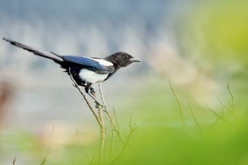 Eurasian magpie((Pica pica)in the Taiwan.