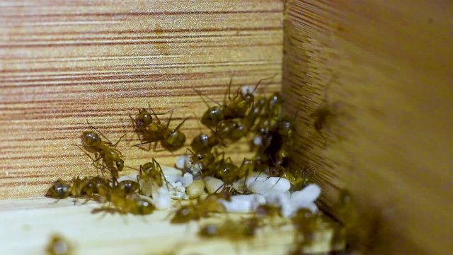 Ants protect their eggs as they take over the kitchen.