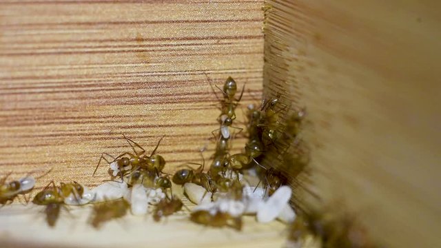 Ants protect their eggs as they take over the kitchen.