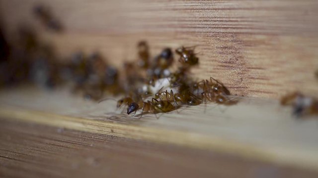Ants protect their eggs as they take over the kitchen.