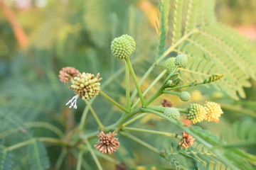 River tamarind which usually grown naturally in the field. The leaves are used by farmers as alternative feeds and a very good food for animals.