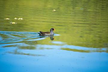 Duck In search of food in water