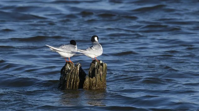 A Pair of Forster's Terns Preening on Logs
