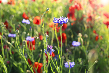 Poppies and cornflowers flowers.Summer wildflowers in the rays of the bright sun. Blue and red flowers in green grass. Summer season.Floral  summer background.