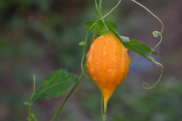 A beautiful fruit of a wild bitter gourd