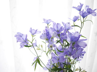 窓辺の青い花飾り