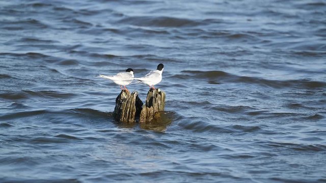 A Pair of Forster's Terns Preening on Logs