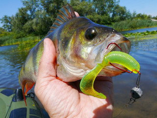 Fisherman's hand holding a caught perch on the background of the river.