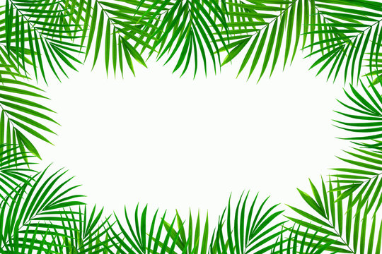 tropical coconut leaf frame isolated on white background, summer background
