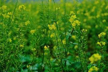 Rapeseed blooming close-up. Rapeseed field.Blooming canola flowers .Organic bio Raw material for rapeseed oil. Eco farming and agriculture.