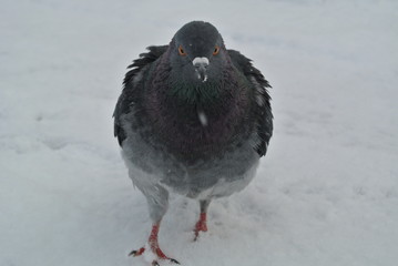 pigeon on snow