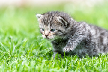 kitten in the green grass