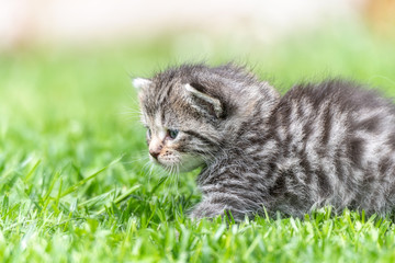 kitten in the green grass
