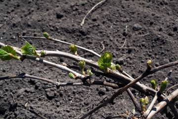 Blossoming green leaves of grape close-up.