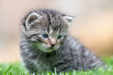 kitten in the green grass