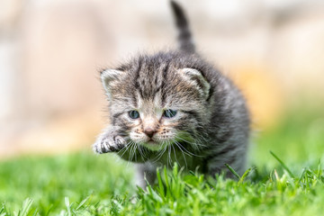 kitten in the green grass