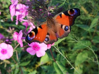 a butterfly sits on a flower