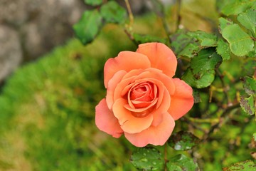 Colorful Roses Shooting in Hsinchu, Taiwan