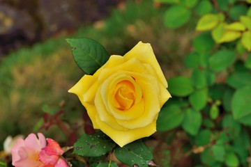 Colorful Roses Shooting in Hsinchu, Taiwan