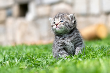 kitten in the green grass