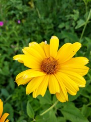 yellow flowers in the garden