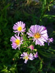 Obraz premium pink and yellow flowers in the garden