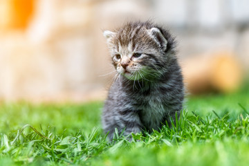 Naklejka na ściany i meble kitten in the green grass