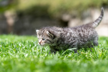 kitten in the green grass