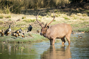 deer in the woods