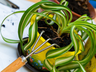 Care for home plants. Chlorophytum.