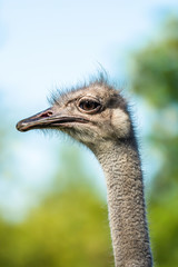 head shot of an ostrich
