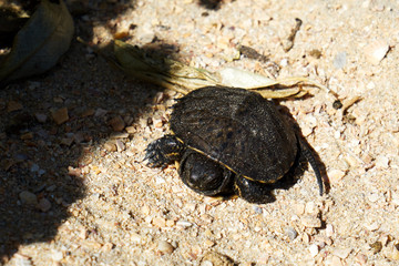 Image of a young land turtle.
