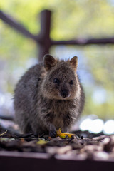 Rottnest island Quokka  Western Australia, Marsupials
